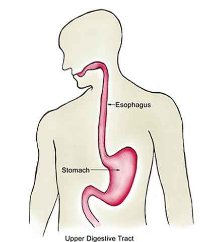 esophagus diagram