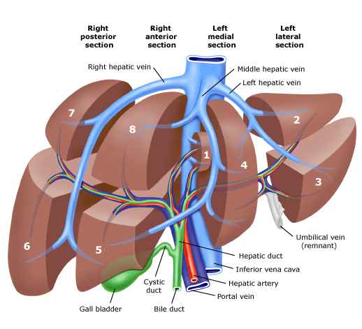 1-Liver-Anatomy-Gastro-Surgery-Surat