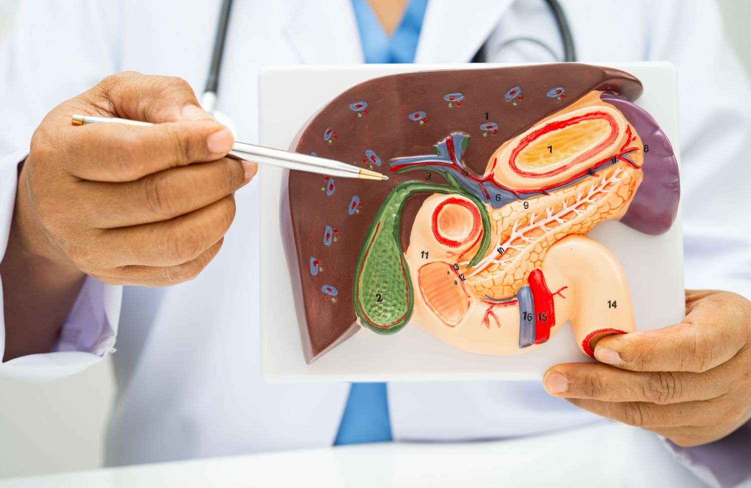 You are currently viewing Splenectomy (Spleen Removal): When & Why It’s Needed in GI Cases